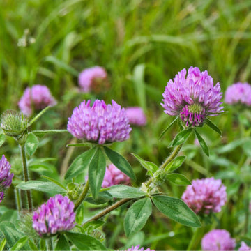 Clover Flower seeds for Planting - Cut Flower Favorite, Heirloom & GMO Free Seeds for Home Garden