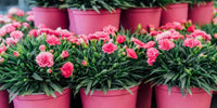 Carnations Pink Flower Planting Seeds for a Colorful Garden