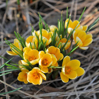Yellow Crocus Flower seeds for Planting - Wildflower Mix, Heirloom & GMO Free Seeds for Home Garden