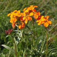 Orange Siberian Wallflower Seeds for Planting - Vibrant Blooms
