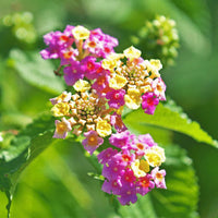 Camara Flower seeds for Planting Fragrant Blossoms Heirloom & GMO Free Seeds for Home Garden
 
 Sale seeds for home garden planting