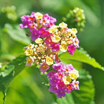 Camara Flower seeds for Planting Fragrant Blossoms Heirloom & GMO Free Seeds for Home Garden
 
 Sale seeds for home garden planting