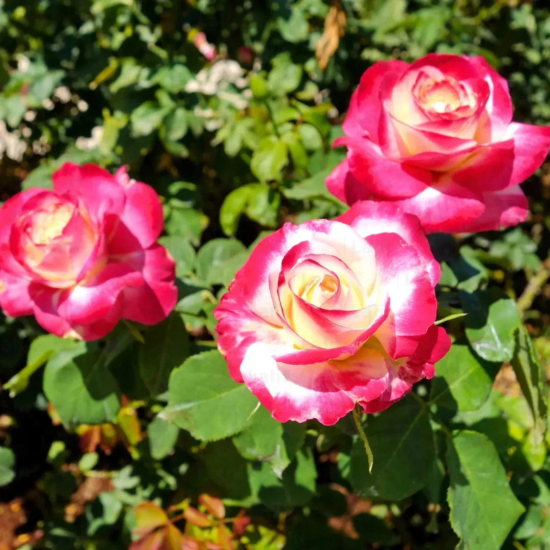 Sorbet Roses flower Planting Seeds for Floribunda