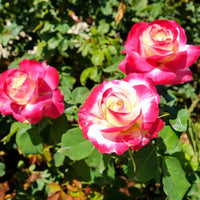 Sorbet Roses flower Planting Seeds for Floribunda