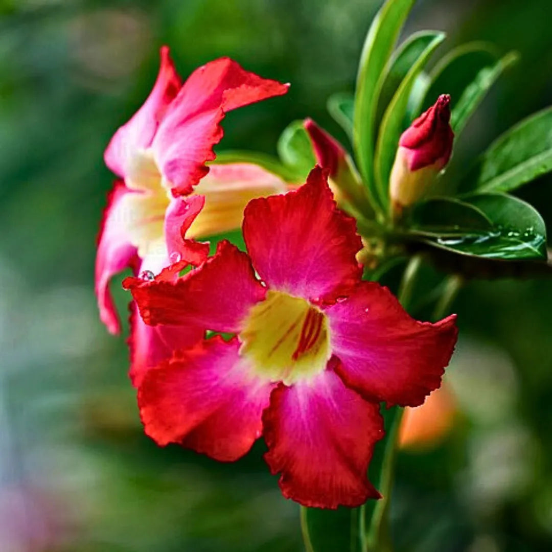 Obesum Flower seeds for Planting Hardy Variety Heirloom & GMO Free Seeds for Home Garden 
 
 Sale