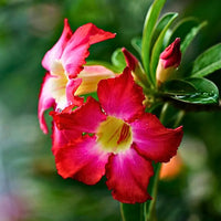 Obesum Flower seeds for Planting Hardy Variety Heirloom & GMO Free Seeds for Home Garden 
 
 Sale