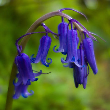 English Bell Flower seeds for Planting Perfect for Borders Heirloom & GMO Free Seeds for Home Garden