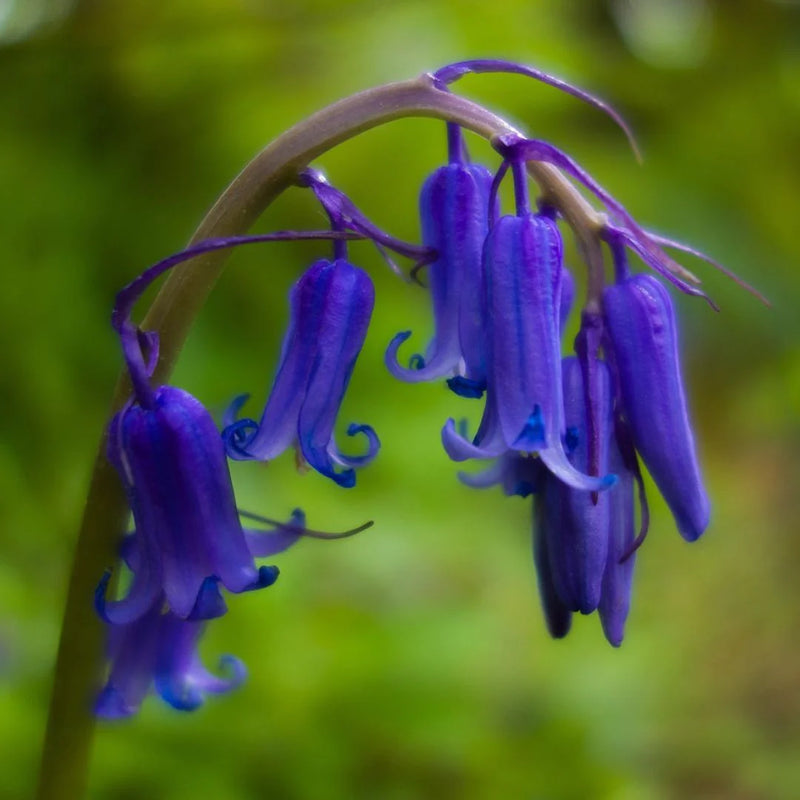 English Bell Flower seeds for Planting Perfect for Borders Heirloom & GMO Free Seeds for Home Garden