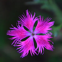 Pink Dianthus Superbus Planting Seeds  Perfect for Gardens