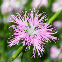 Pink Dianthus Superbus Flower seeds for Planting - Hardy Variety, Heirloom & GMO Free Seeds for Home Garden