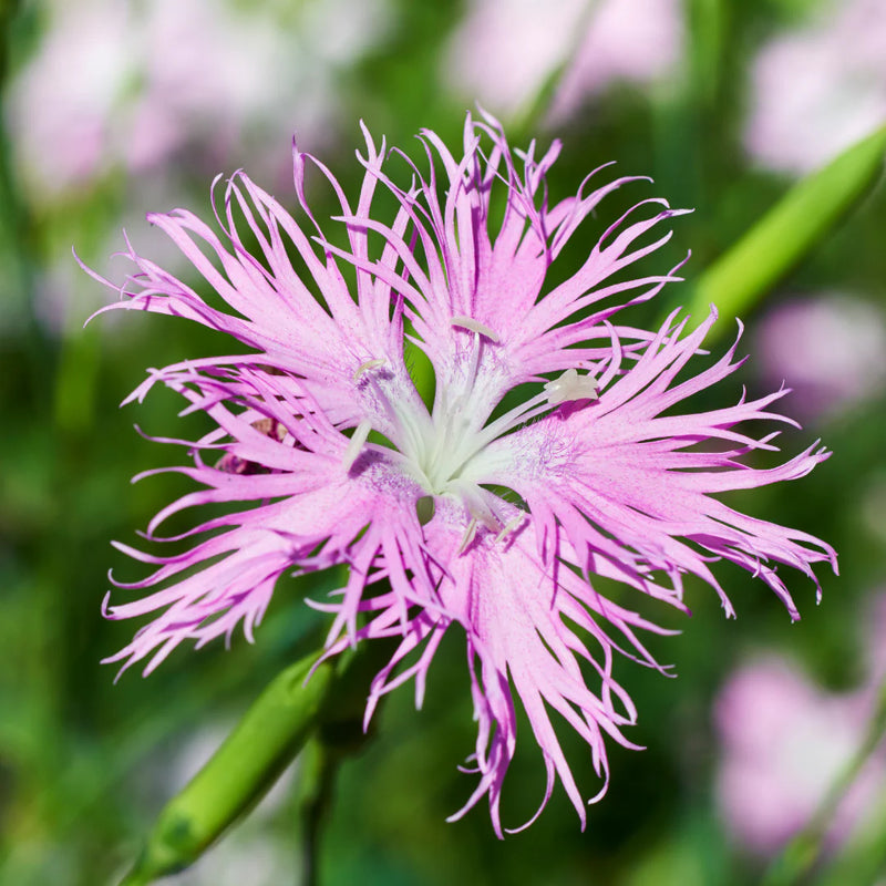 Pink Dianthus Superbus Flower seeds for Planting - Hardy Variety, Heirloom & GMO Free Seeds for Home Garden