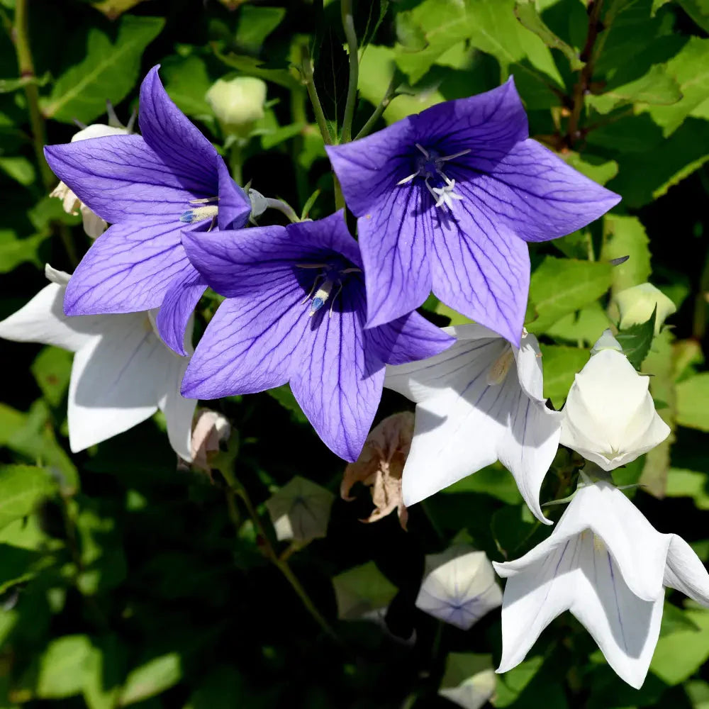 Mixed Balloon Flower seeds for Planting Seasonal Bloomer Heirloom & GMO Free Seeds for Home Garden 
 
 Sale