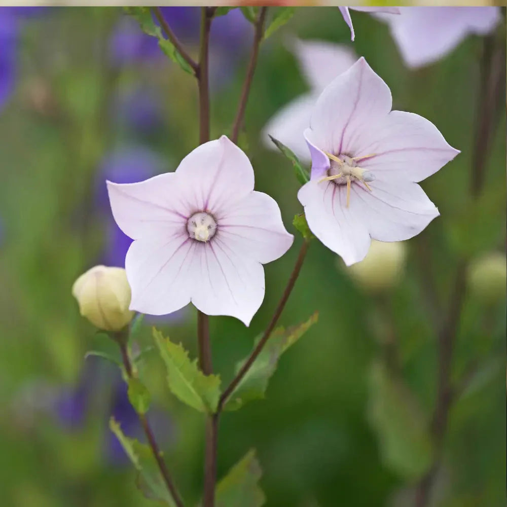 Mixed Balloon Flower seeds for Planting Seasonal Bloomer Heirloom & GMO Free Seeds for Home Garden 
 
 Sale