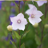Mixed Balloon Flower seeds for Planting Seasonal Bloomer Heirloom & GMO Free Seeds for Home Garden 
 
 Sale