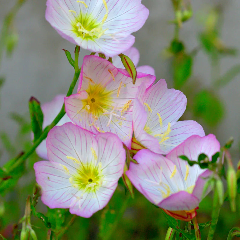 Light Pink Primrose Flower seeds for Planting Sun Loving Heirloom & GMO Free Seeds for Home Garden 
 
 Sale