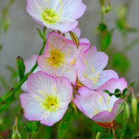 Light Pink Primrose Flower seeds for Planting Sun Loving Heirloom & GMO Free Seeds for Home Garden 
 
 Sale