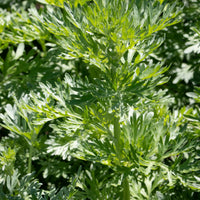 Absinthe Wormwood Seeds for Planting - Premium Quality