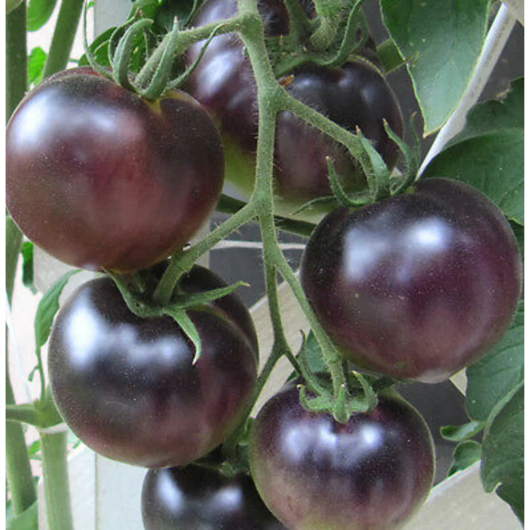 Black Red Tomato Seeds for Planting