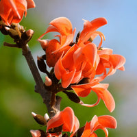 Monosperma Flower seeds for Planting - Vibrant Colors, Heirloom & GMO Free Seeds for Home Garden
