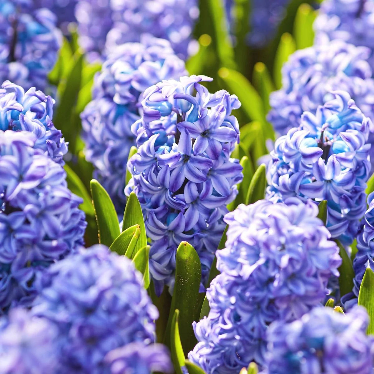 Blue Hyacinth Flower seeds for Planting - Cut Flower Favorite, Heirloom & GMO Free Seeds for Home Garden