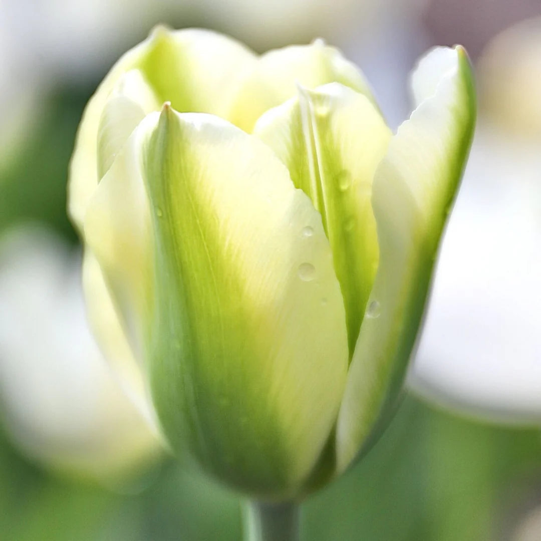 Green Yellow Tulip Flower seeds for Planting Pollinator Friendly Heirloom & GMO Free Seeds for Home Garden