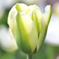 Green Yellow Tulip Flower seeds for Planting Pollinator Friendly Heirloom & GMO Free Seeds for Home Garden