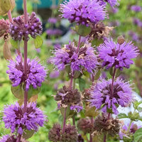 Purple Pennyroyal Flower seeds for Planting Premium Quality Heirloom & GMO Free Seeds for Home Garden 
 
 Sale