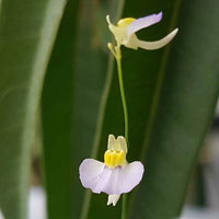 Utricularia Bisquamata Seeds for Planting