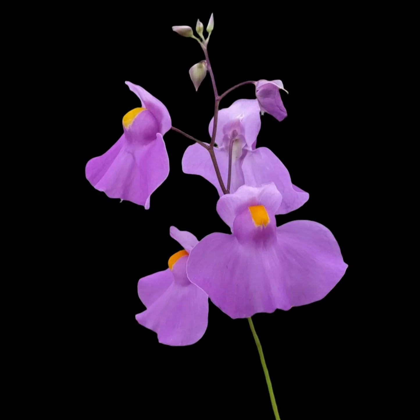 Violet Utricularia Flower Seeds for Planting - Enhance Your Garden with Unique Blooms
