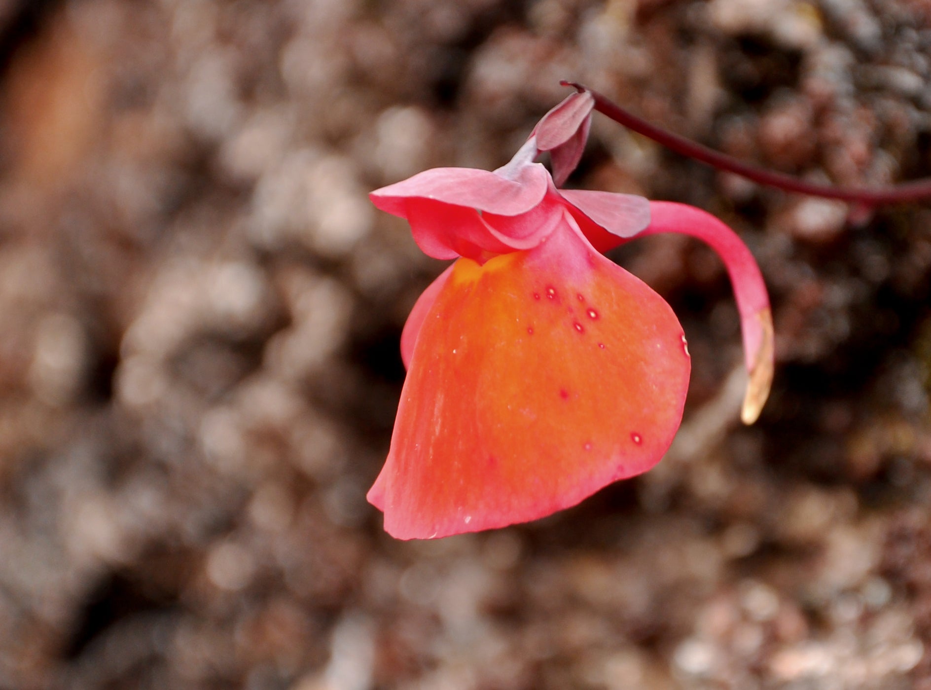 Orange Utricularia Flower seeds for Planting - Seasonal Bloomer, Heirloom & GMO Free Seeds for Home Garden