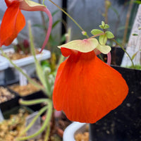 Orange Utricularia Flower seeds for Planting - Seasonal Bloomer, Heirloom & GMO Free Seeds for Home Garden