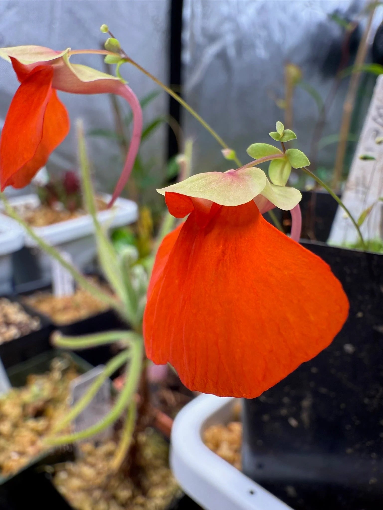 Utricularia Orange Flower Seeds - Easy Planting Guide