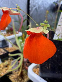 Utricularia Orange Flower Seeds - Easy Planting Guide