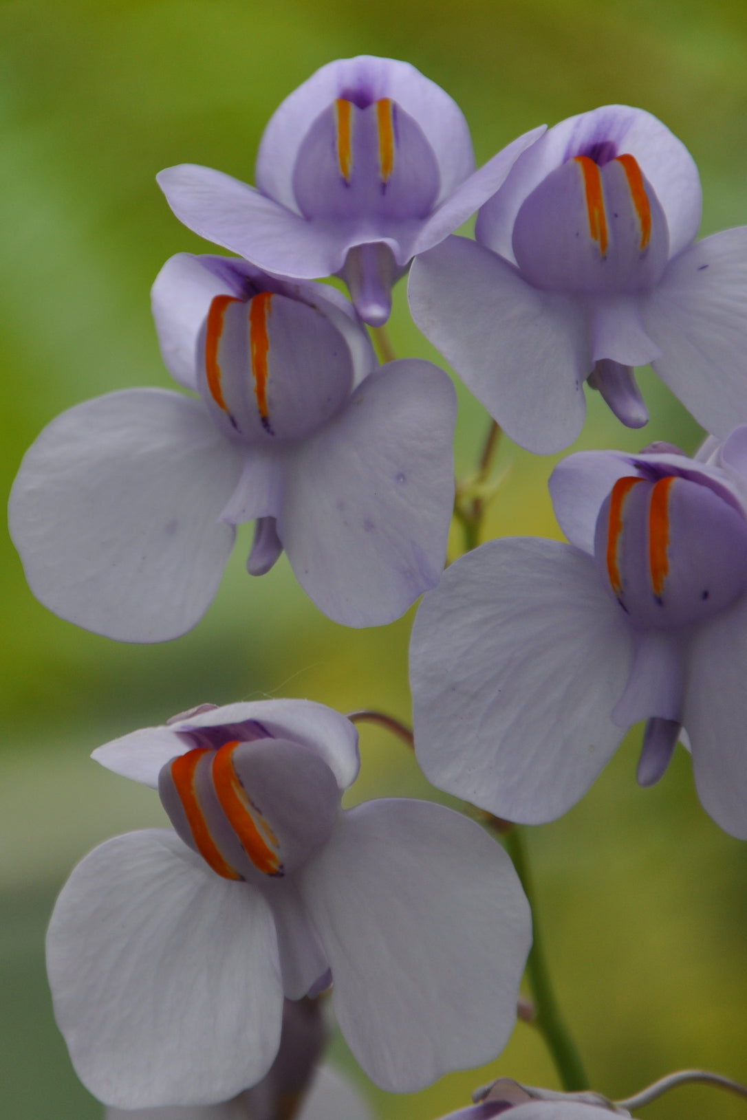 Utricularia Flower seeds for Planting - Cottage Garden Essential, Heirloom & GMO Free Seeds for Home Garden