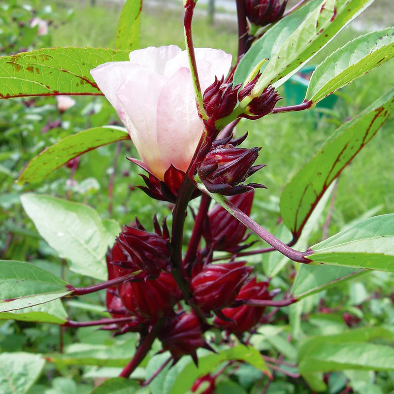 Roselle Flower seeds for Planting - Low Maintenance, Heirloom & GMO Free Seeds for Home Garden