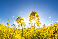 Yellow Rape Flower Seeds for Planting  Brighten Your Garden