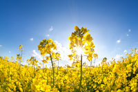 Rapeseed Flower seeds for Planting - Sun Loving, Heirloom & GMO Free Seeds for Home Garden