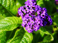 Fresh Heliotrope Flower seeds for Planting - Shade Tolerant, Heirloom & GMO Free Seeds for Home Garden