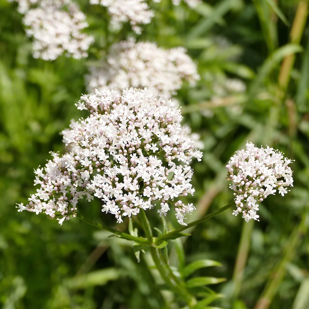 Valeriana Flower seeds for Planting Seasonal Bloomer Heirloom & GMO Free Seeds for Home Garden