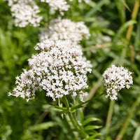 Valeriana Flower seeds for Planting Seasonal Bloomer Heirloom & GMO Free Seeds for Home Garden