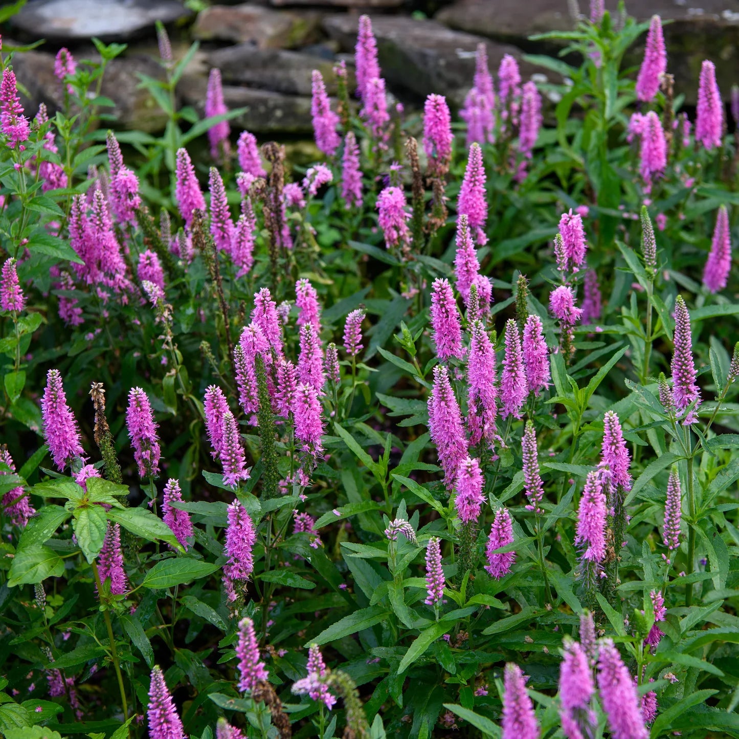 Pink Veronica Flower seeds for Planting - Vibrant Colors, Heirloom & GMO Free Seeds for Home Garden