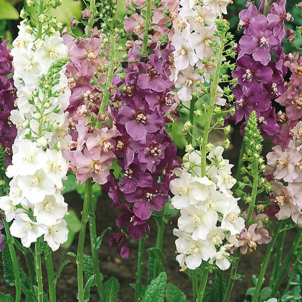 Mixed Mullein Flower seeds for Planting Shade Tolerant Heirloom & GMO Free Seeds for Home Garden
