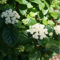 White Arrowwood Flower seeds for Planting - Easy to Grow, Heirloom & GMO Free Seeds for Home Garden