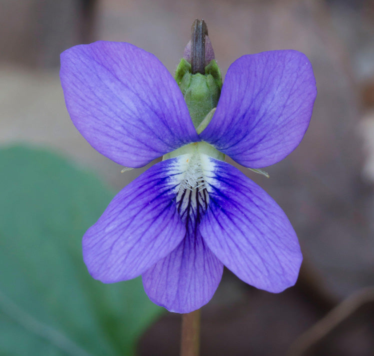 Viola sororia Flower seeds for Planting - Compact Growth, Heirloom & GMO Free Seeds for Home Garden