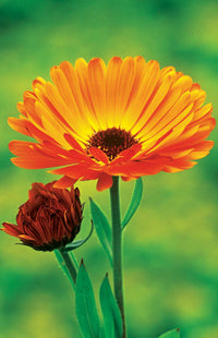 Calendula Flower Seeds for Planting home garden flower bed