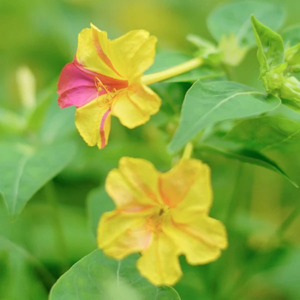 Yellow Red Four O'Clock Flower Planting  Seeds for Vibrant Blooms in Your Garden