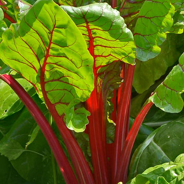 Mixed Swiss Chard Planting Seeds for Your Garden