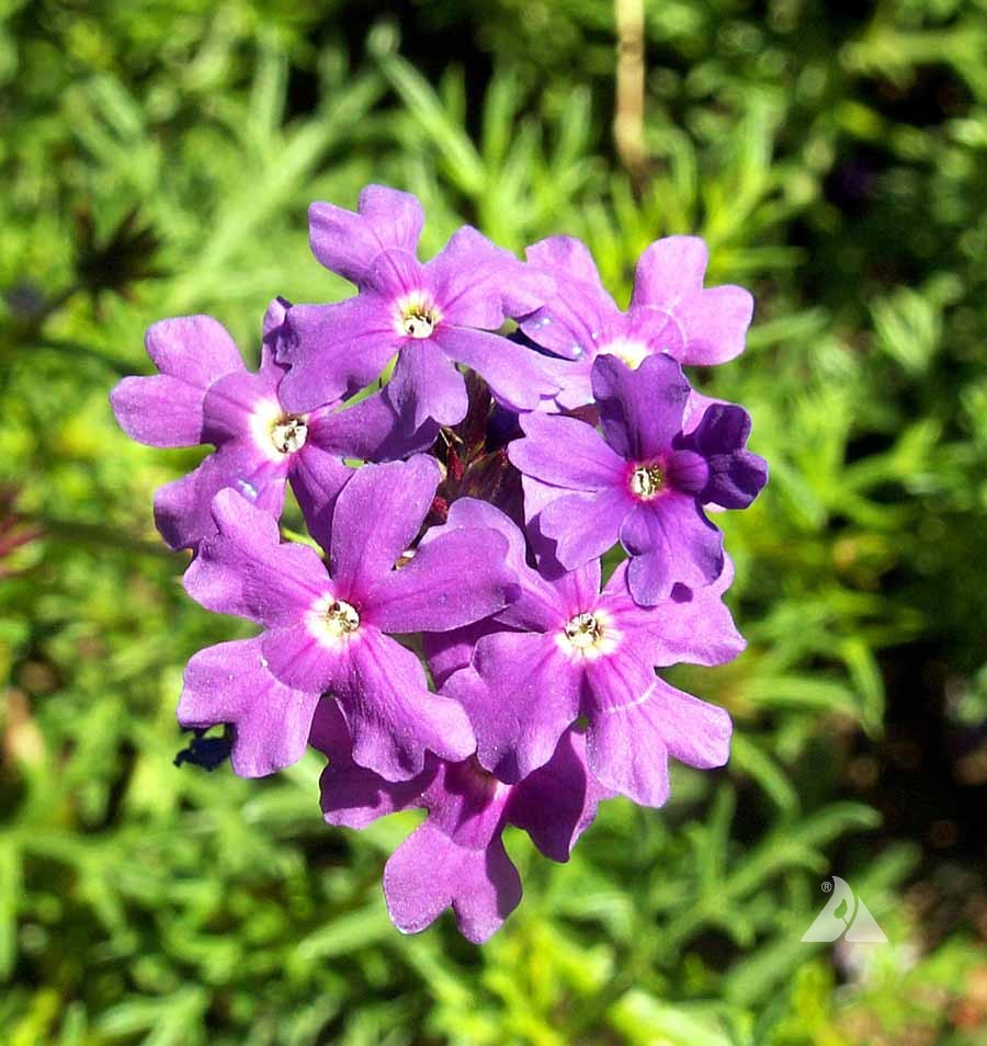 Purple Fragrant Flower seeds for Planting - Compact Growth, Heirloom & GMO Free Seeds for Home Garden