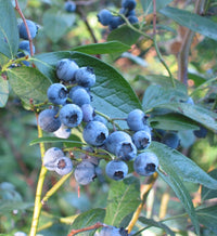 Black Myrtillus Fruit Planting Seeds Pack
