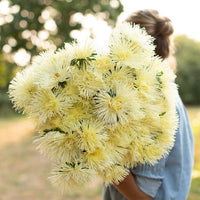 Yellow Chinese Aster Flower Seeds for Bright Yellow Blooms